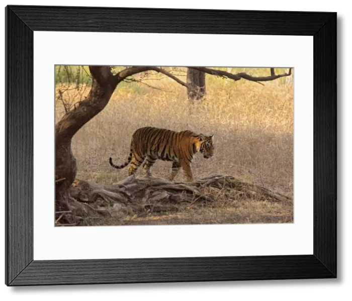Framed Print : Royal Bengal Tiger in the grassland, Ranthambhor National Park, India Framed Print : Royal Bengal Tiger in the grassland, Ranthambhor National Park, India