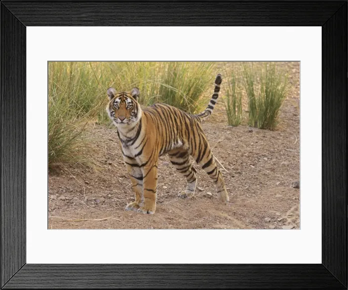 Framed Print : Alert Royal Bengal Tiger, Ranthambhor National Park, India Framed Print : Alert Royal Bengal Tiger, Ranthambhor National Park, India