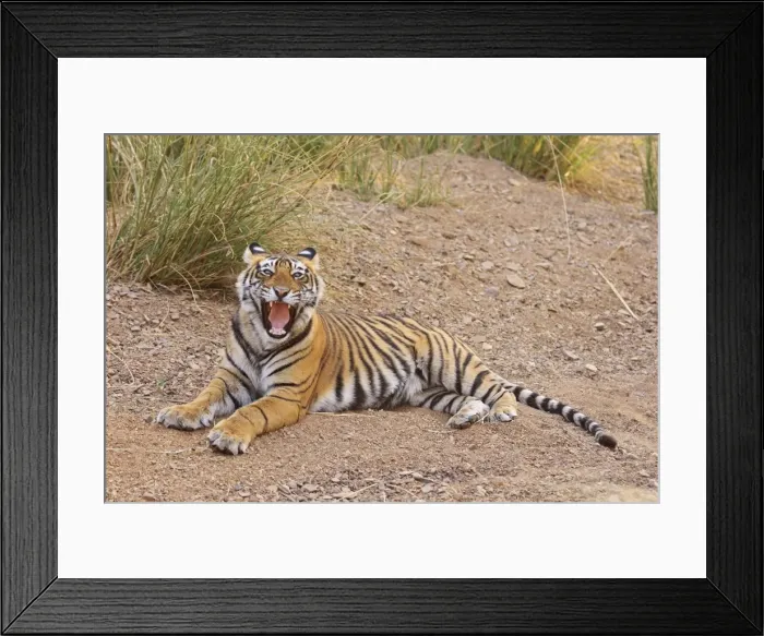 Framed Print : Royal Bengal Tiger yawning, Ranthambhor National Park, India Framed Print : Royal Bengal Tiger yawning, Ranthambhor National Park, India