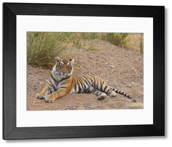 Framed Print : Royal Bengal Tiger sitting outside grasland, Ranthambhor National Park, India Framed Print : Royal Bengal Tiger sitting outside grasland, Ranthambhor National Park, India