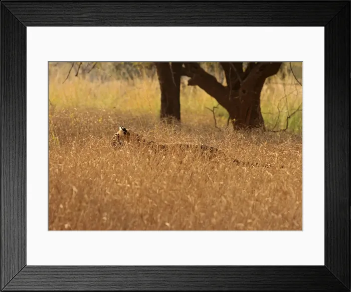 Framed Print : Royal Bengal Tiger moving in the grassland, Ranthambhor National Park, India Framed Print : Royal Bengal Tiger moving in the grassland, Ranthambhor National Park, India