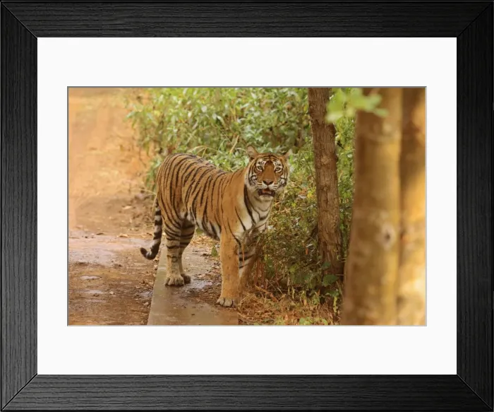 Framed Print : Royal Bengal Tiger under the shade, Ranthambhor National Park, India Framed Print : Royal Bengal Tiger under the shade, Ranthambhor National Park, India