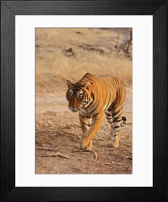Framed Print : Royal Bengal Tiger walking, Ranthambhor National Park, India Framed Print : Royal Bengal Tiger walking, Ranthambhor National Park, India