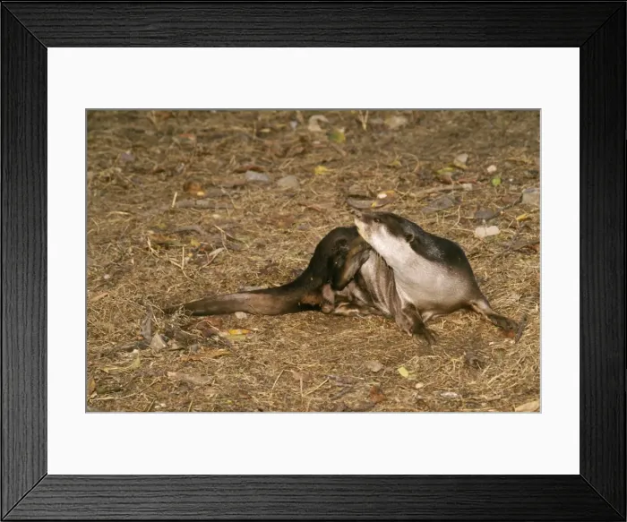 Framed Print : Indian Smooth-coated Otter