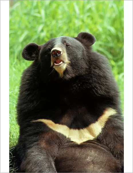 Black Himalayan Bear Close-up sitting, India