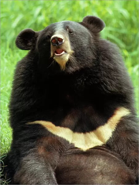 Black Himalayan Bear Close-up sitting, India
