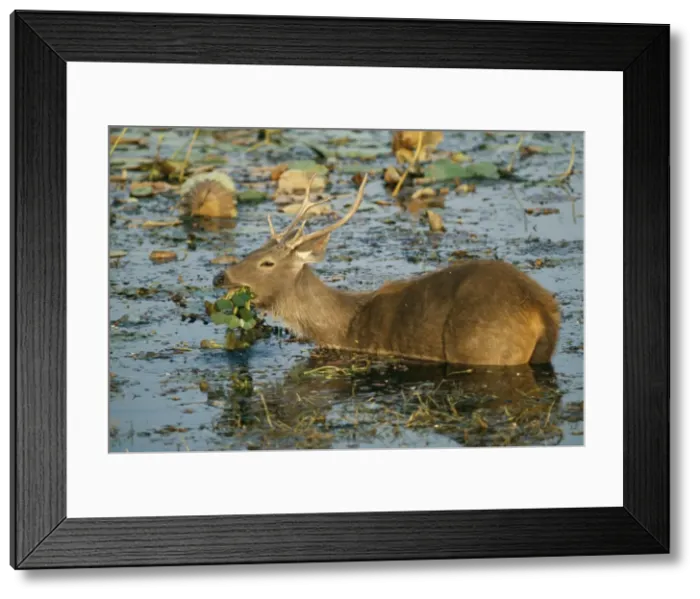 Framed Print : Feeding on weeds in water Ranthambhore National Park India Framed Print : Feeding on weeds in water Ranthambhore National Park India