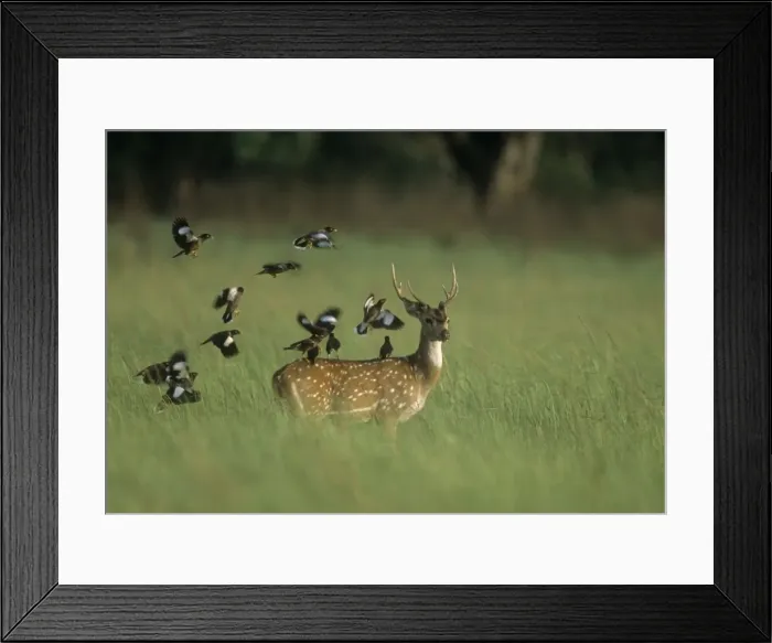 Framed Print : Chital Spotted  /  Axis Deer With flock of Common Mynas (Acridotheres tristis) Corbett National Park, India