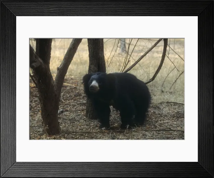 Framed Print : Sloth Bear In wooded area India Framed Print : Sloth Bear In wooded area India