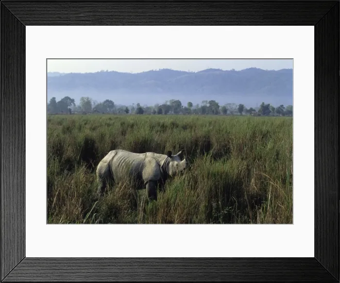 Framed Print : Great Indian Rhinoceros Kaziranga National Park, India Framed Print : Great Indian Rhinoceros Kaziranga National Park, India