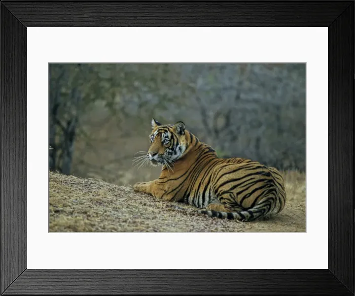 Framed Print : Bengal / Indian Tiger Ranthambhor National Park, India Framed Print : Bengal / Indian Tiger Ranthambhor National Park, India