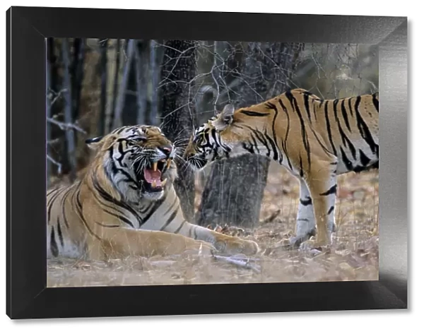 Indian  /  Bengal Tiger - Big Male Tiger warding-off young male Tiger Bandhavgarh National Park, India