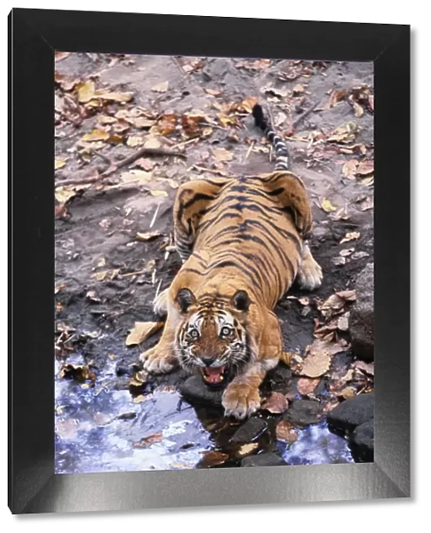 Indian  /  Bengal Tiger Named Charger'- the most aggresive Male Tiger Defending the waterhole Bandhavgarh National Park INDIA