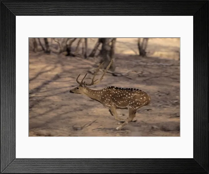 Framed Print : Spotted Deer Stag - Running Ranthambhor National Park, India Framed Print : Spotted Deer Stag - Running Ranthambhor National Park, India