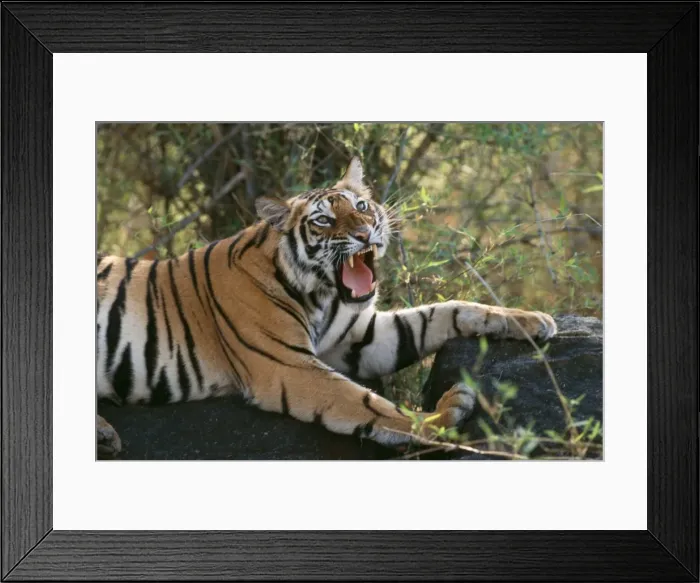 Framed Print : Tiger Roaring, Bandhavgarh National Park, India Framed Print : Tiger Roaring, Bandhavgarh National Park, India
