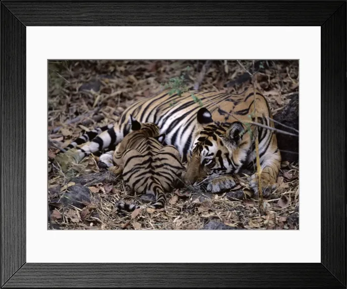 Framed Print : Indian / Bengal Tiger - with cub suckling Bandhavgarh National Park, India Framed Print : Indian / Bengal Tiger - with cub suckling Bandhavgarh National Park, India