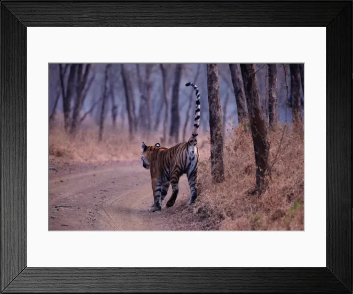Framed Print : Indian / Bengal Tiger - spray marking India Framed Print : Indian / Bengal Tiger - spray marking India