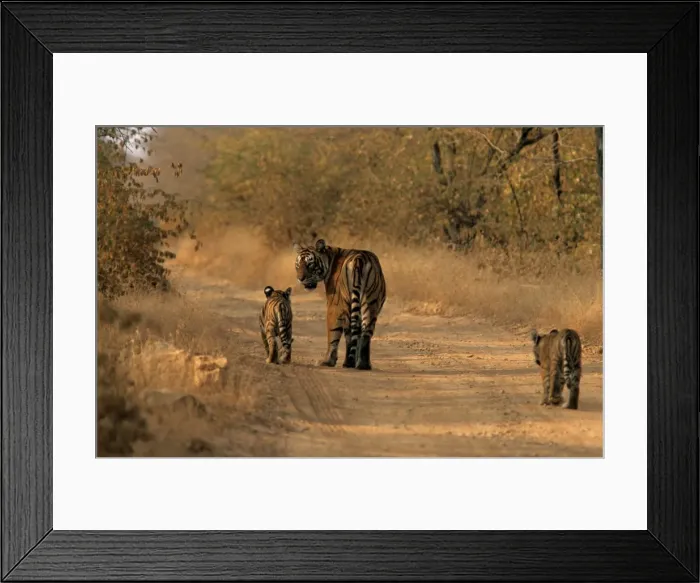 Framed Print : Indian / Bengal Tiger - with two cubs Ranthambhor National Park, India Framed Print : Indian / Bengal Tiger - with two cubs Ranthambhor National Park, India