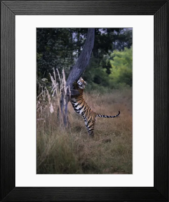 Framed Print : Indian  /  Bengal Tiger - Claw-marking tree to establish territory Bandhavgarh National Park, India