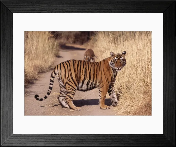 Framed Print : Bengal / Indian Tiger - large male Ranthambhore National Park, India Framed Print : Bengal / Indian Tiger - large male Ranthambhore National Park, India