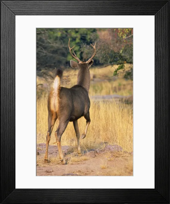 Framed Print : Sambar Deer - stag signaling danger with foot stamp (alarm signal). Ranthambhor National Park, India Framed Print : Sambar Deer - stag signaling danger with foot stamp (alarm signal). Ranthambhor National Park, India