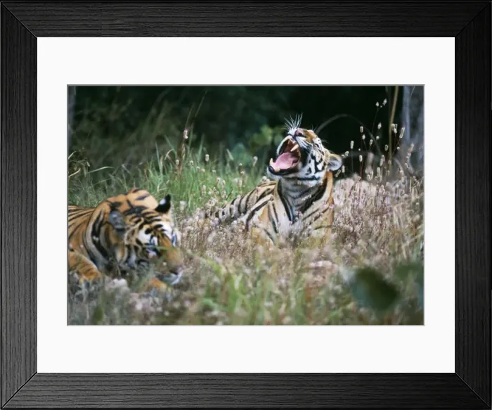 Framed Print : Bengal Tiger Framed Print : Bengal Tiger