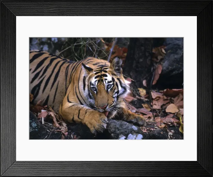 Framed Print : Royal Bengal / Indian Tiger - cleaning its paw, Bandhavgarh National Park, India Framed Print : Royal Bengal / Indian Tiger - cleaning its paw, Bandhavgarh National Park, India