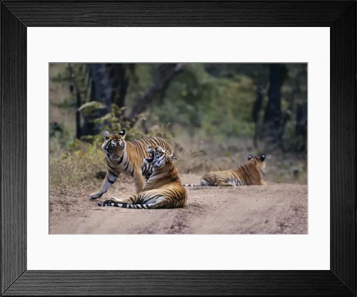 Framed Print : Royal Bengal / Indian Tiger - mother with grown up cubs Ranthambhor National Park, India Framed Print : Royal Bengal / Indian Tiger - mother with grown up cubs Ranthambhor National Park, India