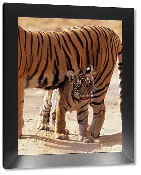Royal Bengal  /  Indian Tiger - cub under shadow of mother named Machli'. Ranthambhor National Park, India