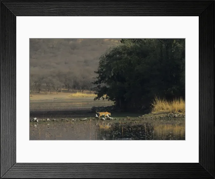 Framed Print : Royal Bengal / Indian Tiger - on way to Rajbagh Palace, this photo shows every kind of habitat in Ranthambhor the wetland, the grassland, the green jungle, the dried jungle, the fort + Tiger Ranthambhor National Park, India Framed Print : Royal Bengal / Indian Tiger - on way to Rajbagh Palace, this photo shows every kind of habitat in Ranthambhor the wetland, the grassland, the green jungle, the dried jungle, the fort + Tiger Ranthambhor National Park, India
