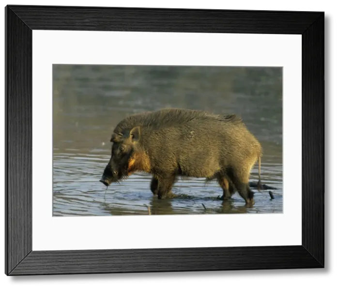 Framed Print : Wild Boar - in jungle pond, Ranthambhor National Park, India