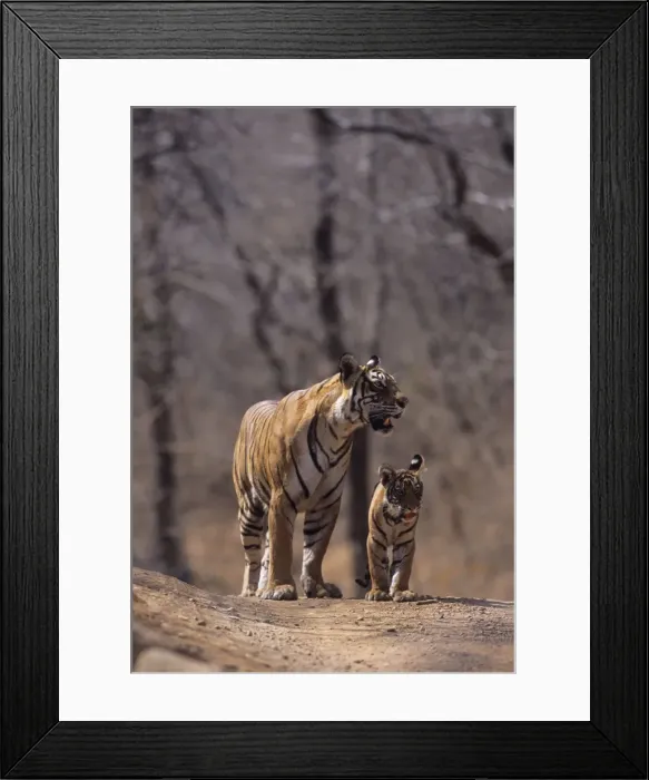 Framed Print : Royal Bengal / Indian Tiger - Tigress named Machli & young one Ranthambhor National Park, India Framed Print : Royal Bengal / Indian Tiger - Tigress named Machli & young one Ranthambhor National Park, India
