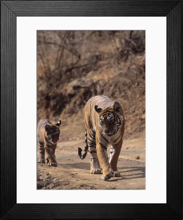 Framed Print : Royal Bengal / Indian Tiger - Tigress named Machli walking with cub Ranthambhor National Park, India Framed Print : Royal Bengal / Indian Tiger - Tigress named Machli walking with cub Ranthambhor National Park, India