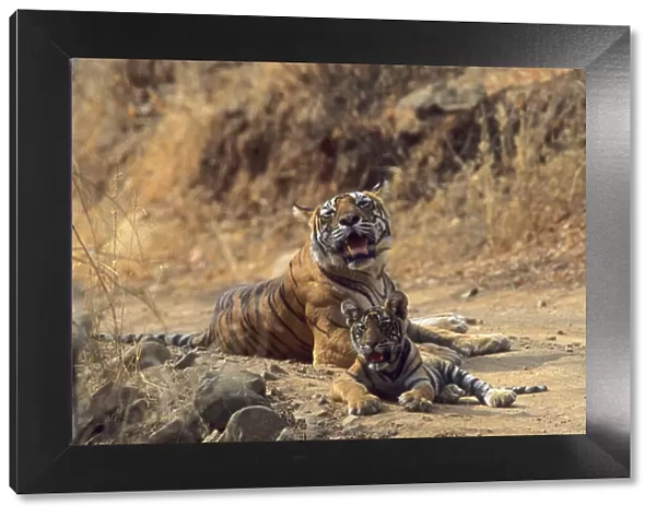 Royal Bengal  /  Indian Tiger - Tigress named Machli & young one Ranthambhor National Park, India