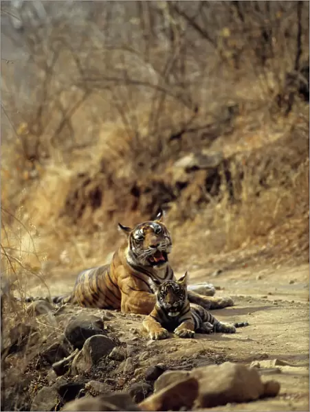 Royal Bengal  /  Indian Tiger - Tigress named Machli & young one Ranthambhor National Park, India