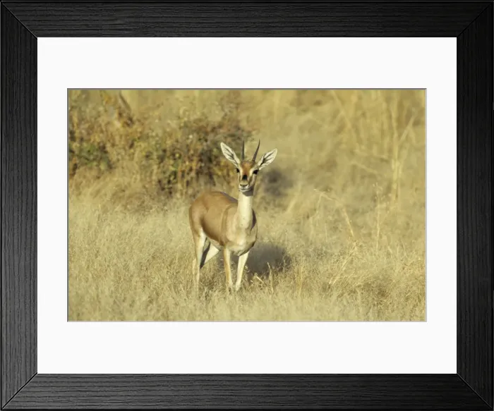 Framed Print : Chinkara / Indian Gazelle Ranthambhor National Park, India Framed Print : Chinkara / Indian Gazelle Ranthambhor National Park, India