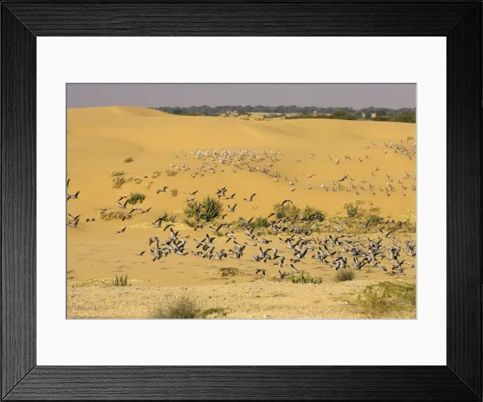 Framed Print : Demoiselle Cranes - flock in the desert. Jodhpur, India Framed Print : Demoiselle Cranes - flock in the desert. Jodhpur, India