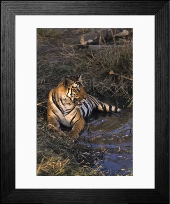 Framed Print : Royal Bengal / Indian Tiger - in jungle pond Bandhavgarh National Park, India Framed Print : Royal Bengal / Indian Tiger - in jungle pond Bandhavgarh National Park, India