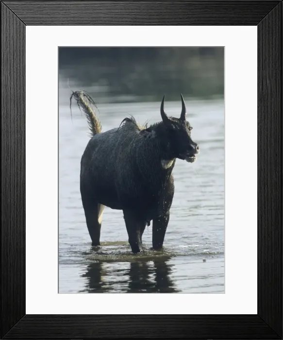 Framed Print : Nilgai / Bluebuck / Blue bull Antelope - Agressive Stag challenging another Stag. Keoladeo National Park, India Framed Print : Nilgai / Bluebuck / Blue bull Antelope - Agressive Stag challenging another Stag. Keoladeo National Park, India