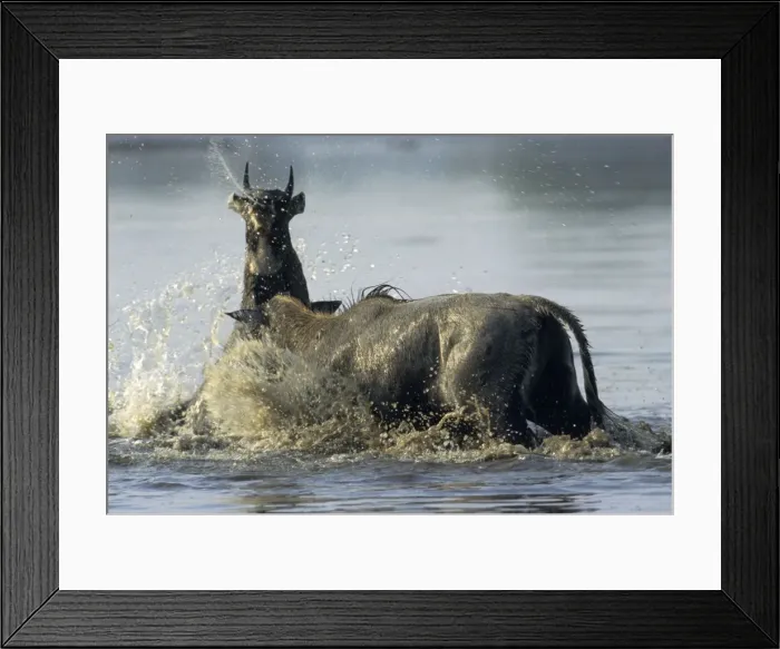 Framed Print : Nilgai / Bluebuck / Blue bull Antelope - Final assault of Stags fighting over a female. Keoladeo National Park, India Framed Print : Nilgai / Bluebuck / Blue bull Antelope - Final assault of Stags fighting over a female. Keoladeo National Park, India