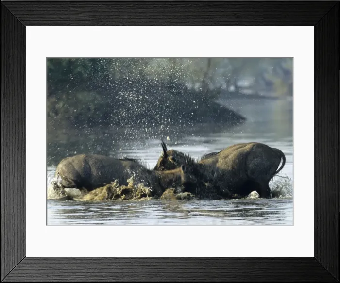 Framed Print : Nilgai / Bluebuck / Blue bull Antelope - Final assault of Stags fighting over a female. Keoladeo National Park India Framed Print : Nilgai / Bluebuck / Blue bull Antelope - Final assault of Stags fighting over a female. Keoladeo National Park India