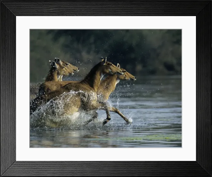 Framed Print : Nilgai / Bluebuck / Blue bull Antelope - Females running through the wetland. Keoladeo National Park India Framed Print : Nilgai / Bluebuck / Blue bull Antelope - Females running through the wetland. Keoladeo National Park India