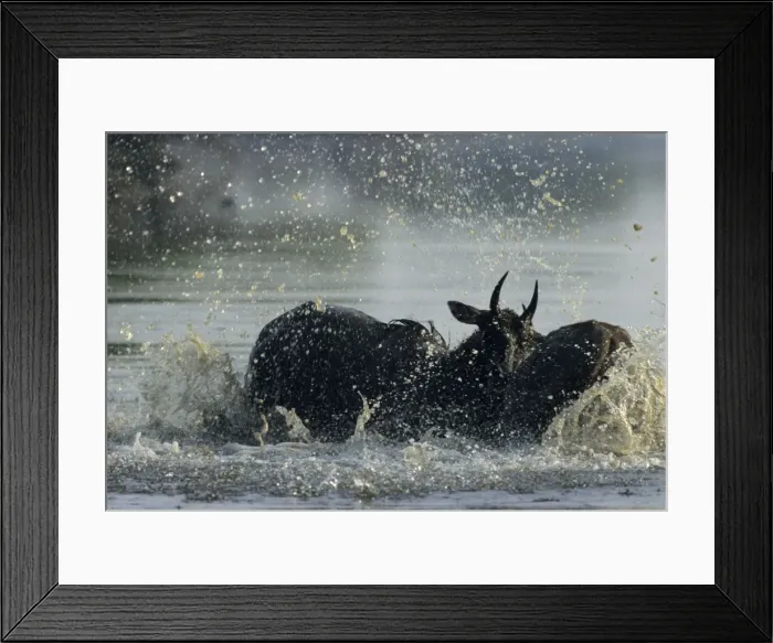 Framed Print : Nilgai / Bluebuck / Blue bull Antelope - Final assault of Stags fighting over a female. Keoladeo National Park India Framed Print : Nilgai / Bluebuck / Blue bull Antelope - Final assault of Stags fighting over a female. Keoladeo National Park India