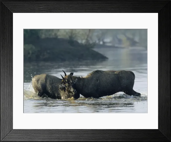 Framed Print : Nilgai / Bluebuck / Blue bull Antelope - Final assault of Stags fighting over a female. Keoladeo National Park India Framed Print : Nilgai / Bluebuck / Blue bull Antelope - Final assault of Stags fighting over a female. Keoladeo National Park India