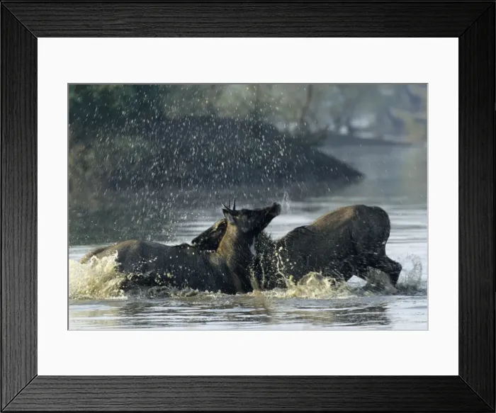 Framed Print : Nilgai / Bluebuck / Blue bull Antelope - Final assault of Stags fighting over a female. Keoladeo National Park India Framed Print : Nilgai / Bluebuck / Blue bull Antelope - Final assault of Stags fighting over a female. Keoladeo National Park India