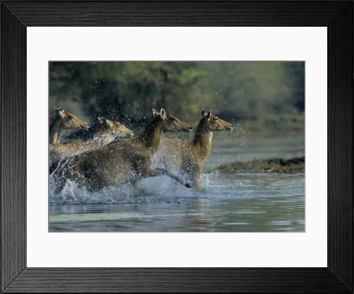 Framed Print : Nilgai / Bluebuck / Blue bull Antelope - Females running through the wetland. Keoladeo National Park India Framed Print : Nilgai / Bluebuck / Blue bull Antelope - Females running through the wetland. Keoladeo National Park India