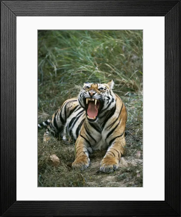 Framed Print : Bengal Tiger Framed Print : Bengal Tiger