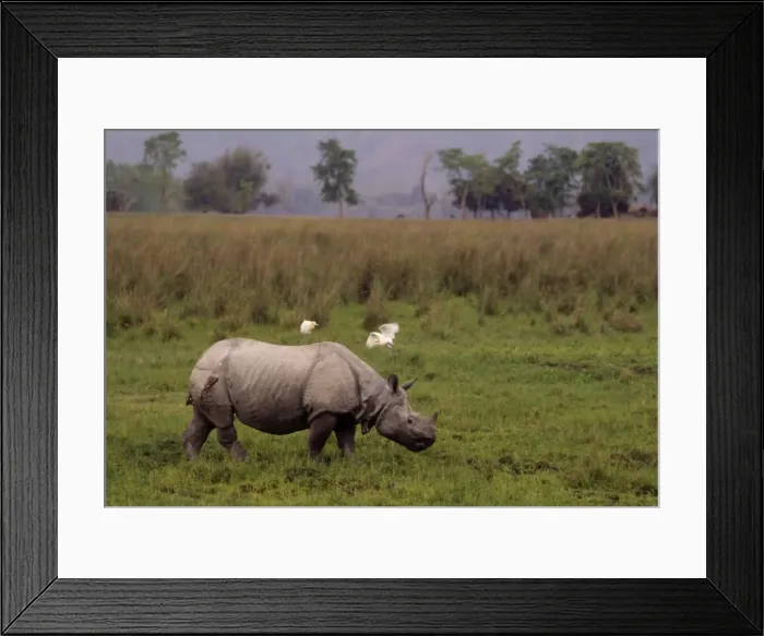 Framed Print : Indian Rhiniceros injured in fight with another rhino. Kaziranga National Park, India Framed Print : Indian Rhiniceros injured in fight with another rhino. Kaziranga National Park, India