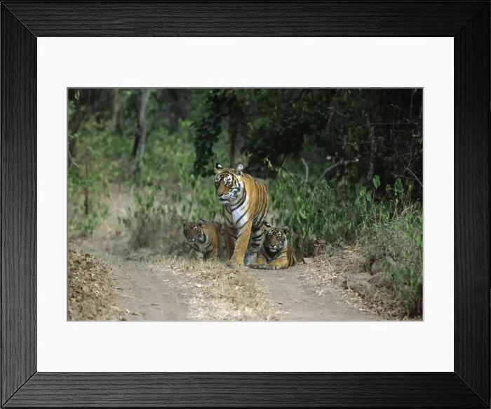 Framed Print : Royal Bengal Tigress with young ones, Ranthambhor National Park, India Framed Print : Royal Bengal Tigress with young ones, Ranthambhor National Park, India
