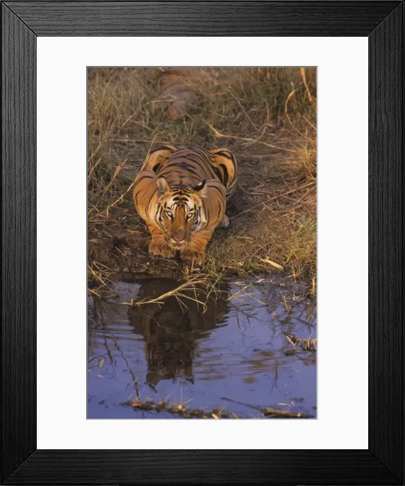 Framed Print : Royal Bengal Tiger crouching at the waterhole. Bandhavgarh National Park, India Framed Print : Royal Bengal Tiger crouching at the waterhole. Bandhavgarh National Park, India